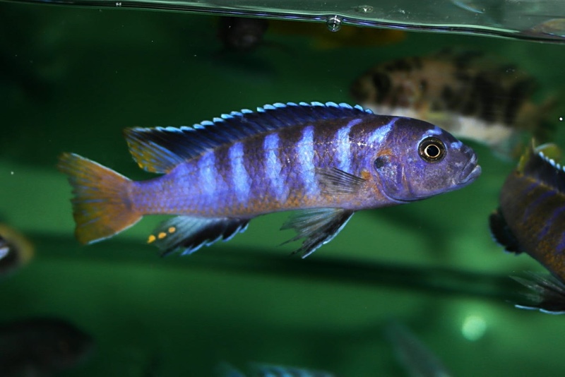 Cynotilapia sp. 'elongatus mbenji blue' Mbenji Island